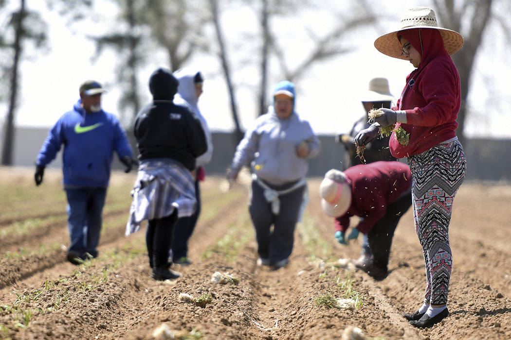 En una foto del 11 de abril de 2017, Karla Macias, a la derecha, saca algunas cebollas de sus bolsillos mientras trabaja con un pequeño grupo en un campo fuera de Platteville, Colorado. | Joshua  ...