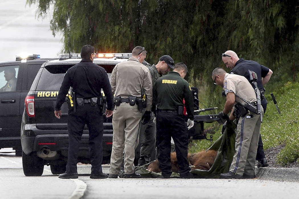 Después de tranquilizar a un oso que fue golpeado por un vehículo mientras que cruza una Autoridad de la autopista del área de Los Ángeles mueve el oso en La Verne, California, el lunes 15 de  ...