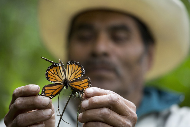 En esta foto de archivo, Nov. 12, 2015, un guía que ayuda a recorrer la reserva en Piedra Negra, México, muestra una mariposa monarca dañada y casi muerta. Expertos dieron a conocer el 9 de feb ...