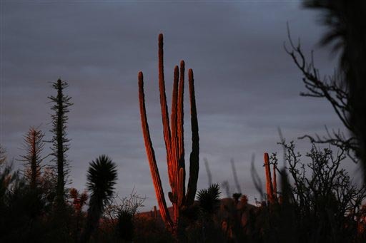 Esta foto de marzo del 2015 muestra un paisaje con cactus en el Valle de los Cirios, cerca de Guerrero Negro, Baja California, México. Es una área nacional protegida, que conserva la flora y la  ...