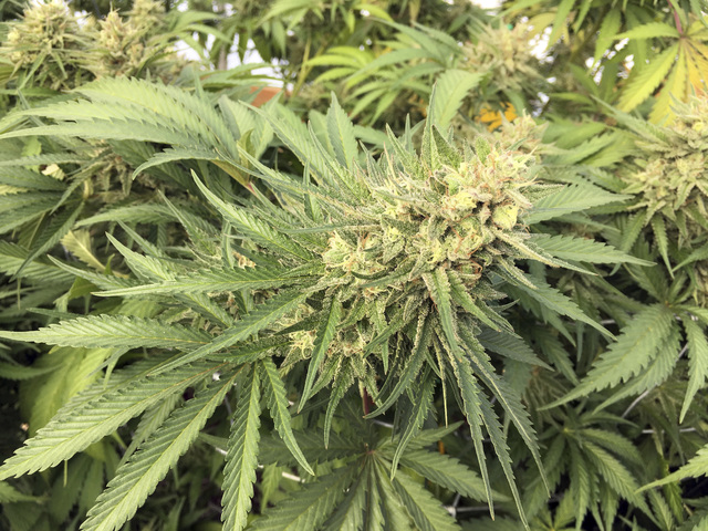 Una planta de marihuana cultivada en Corvallis, Oregon. (Andrew Selsky/The Associated Press).