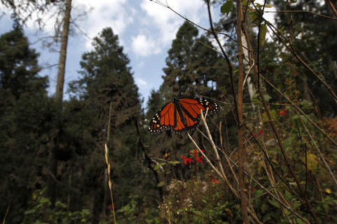 Foto archivo, Dec. 9, 2011.  Una mariposa Monarca en el santuario Sierra Chincua, en Michoacán, México. La deforestación es una de las tantas amenazas que afectan a la Monarca. (AP Photo/ Marco ...
