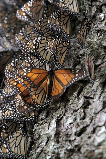 Mariposas monarca se apilan en el tronco de un árbol, en el santuario de la Mariposa Monarca en la Sierra Chincua, en las montañas del Estado de Michoacán, México, a donde llegan a hibernar en ...