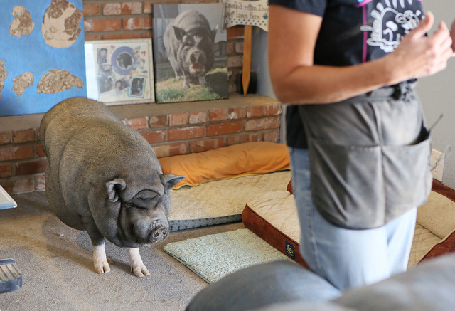 El cerdo potbellied, de nombre Bonnie, y un peso de 200 libras, aparece aquí junto a Crystal Kim-Han, su propietaria, el lunes 3 de octubre del 2016, en su hogar de Las Vegas. (Foto Ronda Churchi ...