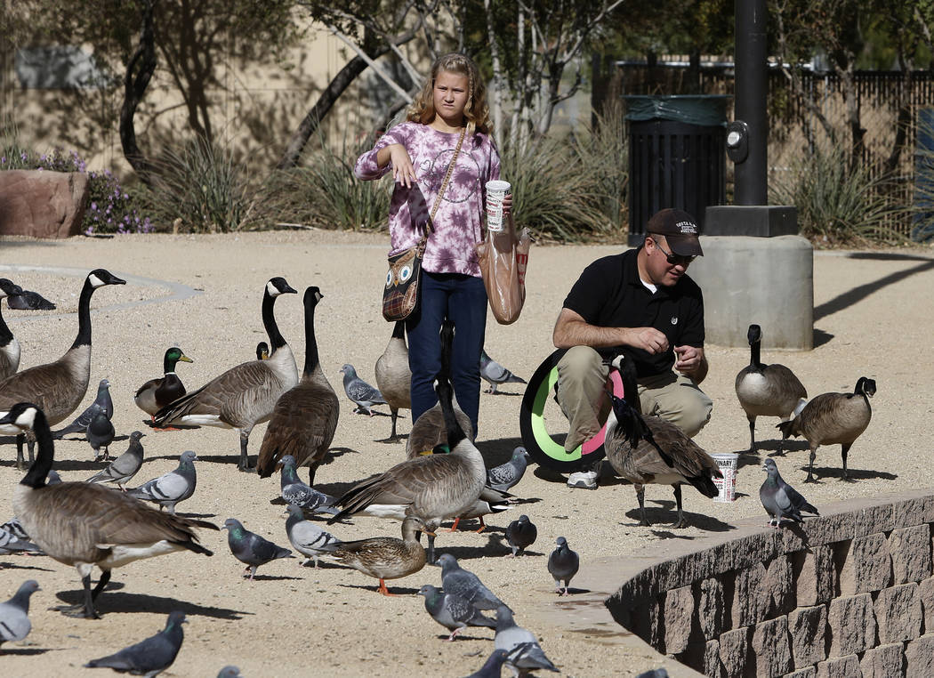 Derrick Sloop y su hija Corinn alimentan pájaros durante el Día Internacional de Aves Migratorias el martes 21 de noviembre de 2017 en Sunset Park Lake en Las Vegas. Bizuayehu Tesfaye Las Vegas  ...