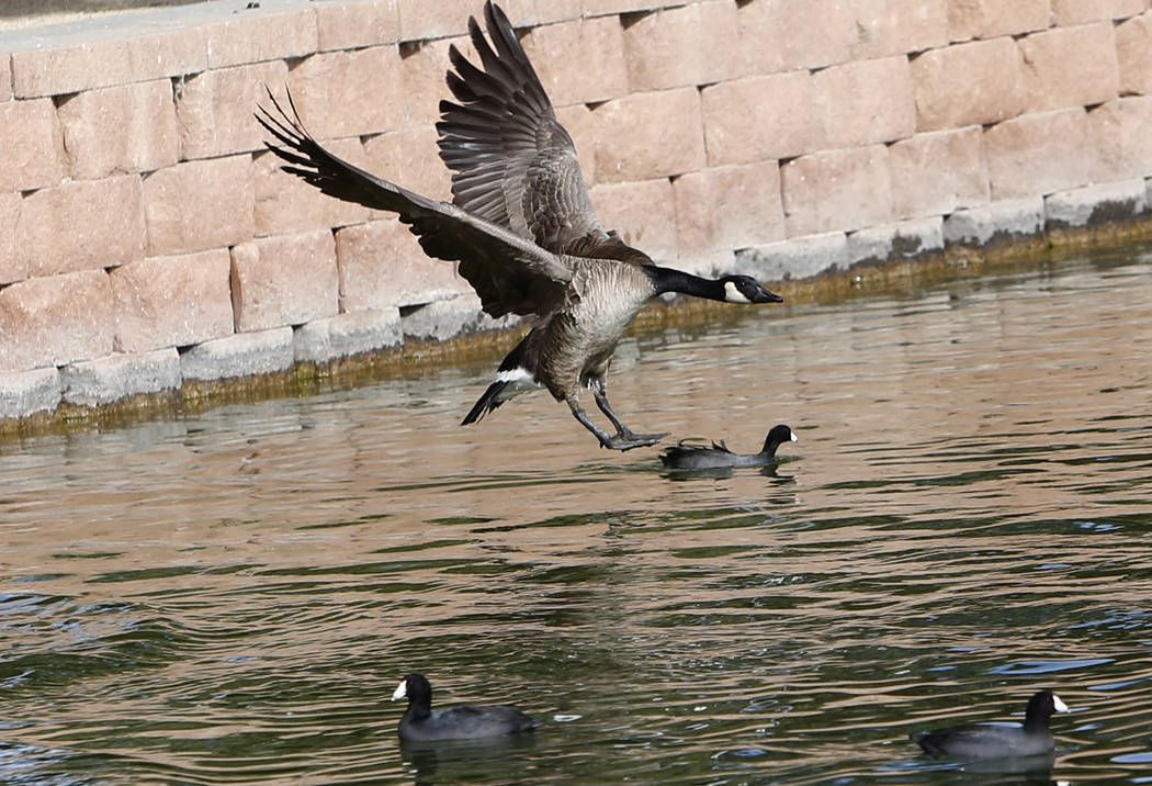 Un ganso de Canadá se acerca al agua y se prepara para aterrizar en Sunset Park Lake durante el Día Internacional de Aves Migratorias el martes 21 de noviembre de 2017, en Las Vegas. Bizuayehu T ...