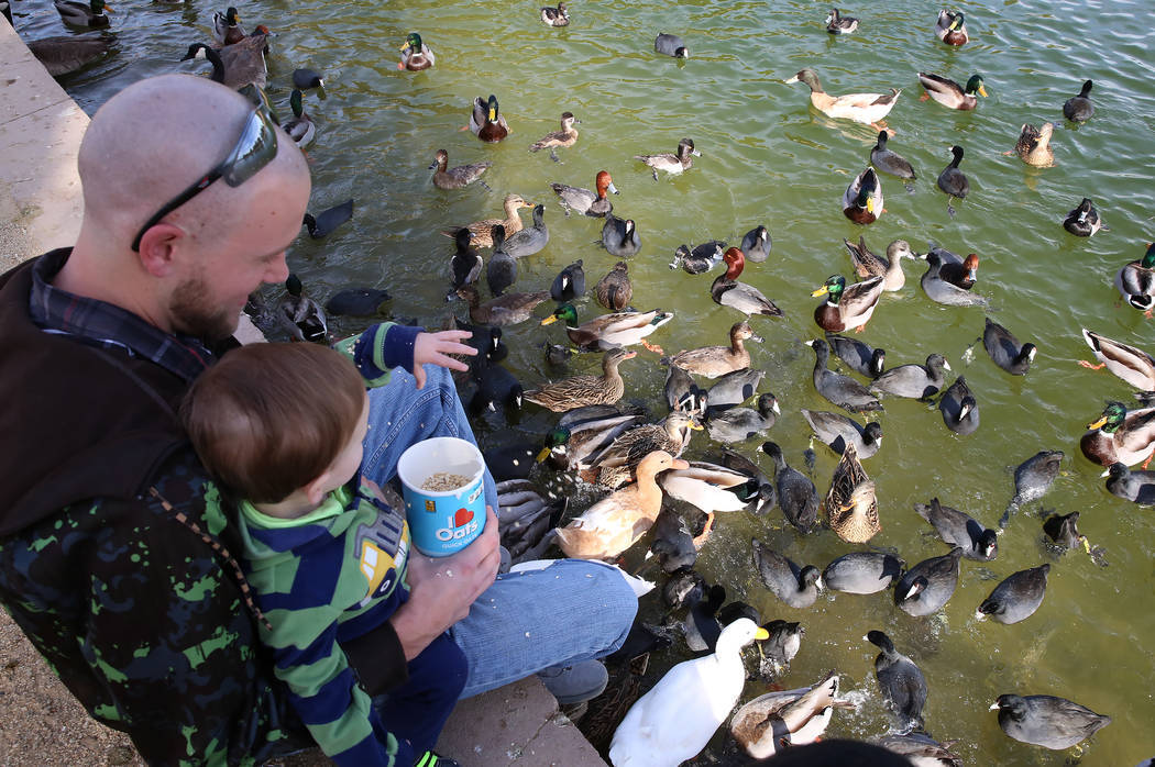 Paul Gustafson Jr. y su hijo Paul III alimentan pájaros durante el Día Internacional de Aves Migratorias el martes 21 de noviembre de 2017 en Sunset Park Lake en Las Vegas. Bizuayehu Tesfaye Las ...