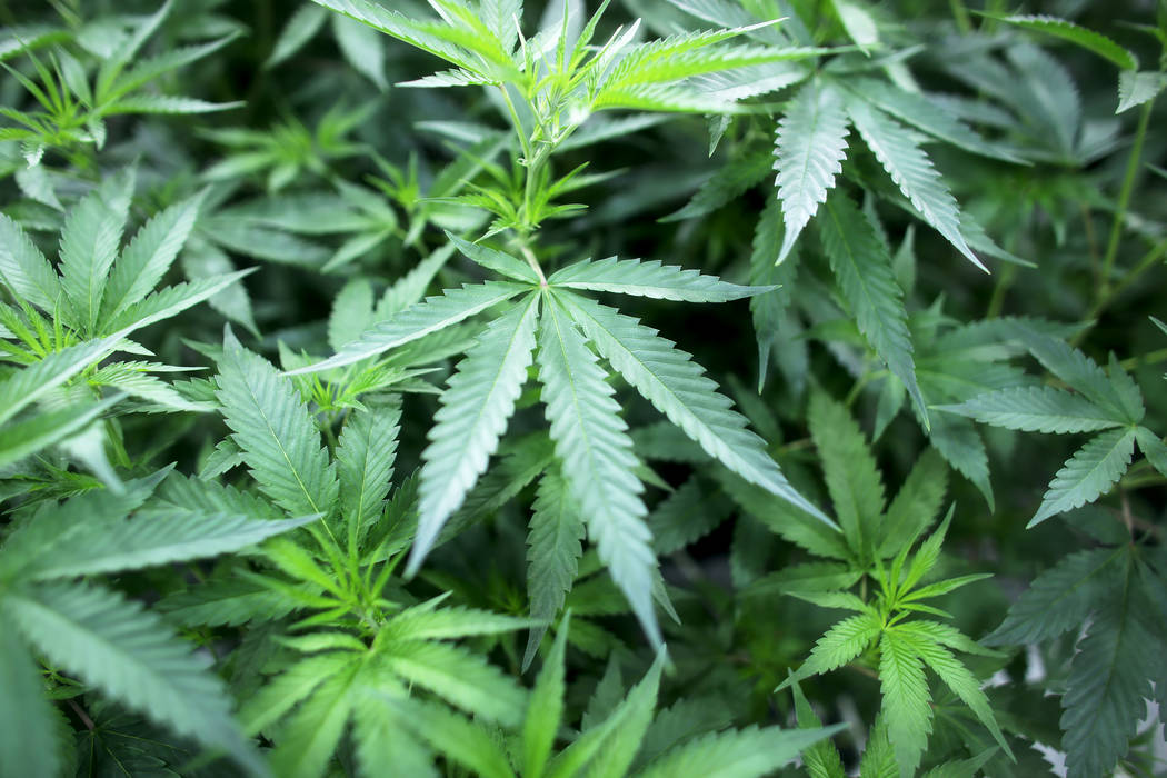 Plantas de marihuana en el cuarto de vegetación en el Dispensario Essence Cannabis el miércoles 14 de diciembre de 2016 en Las Vegas. Esta sala contiene las plantas en su etapa más joven. (Rach ...