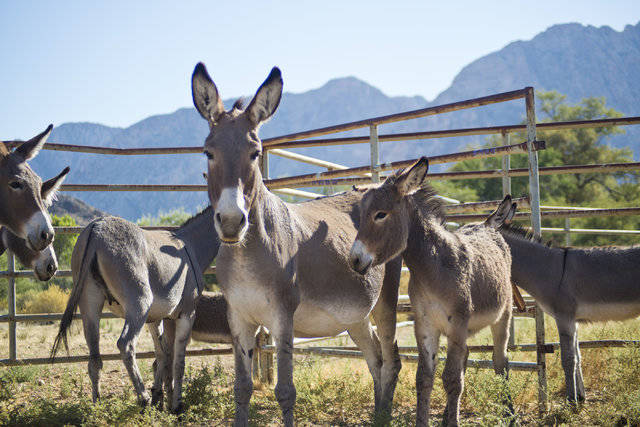 Los burros salvajes capturados se guardan en Oliver Ranch, cerca del área recreativa nacional Red Rock Canyon, cerca de Las Vegas. (Daniel Clark / Las Vegas Review-Journal) @DanJClarkPhoto