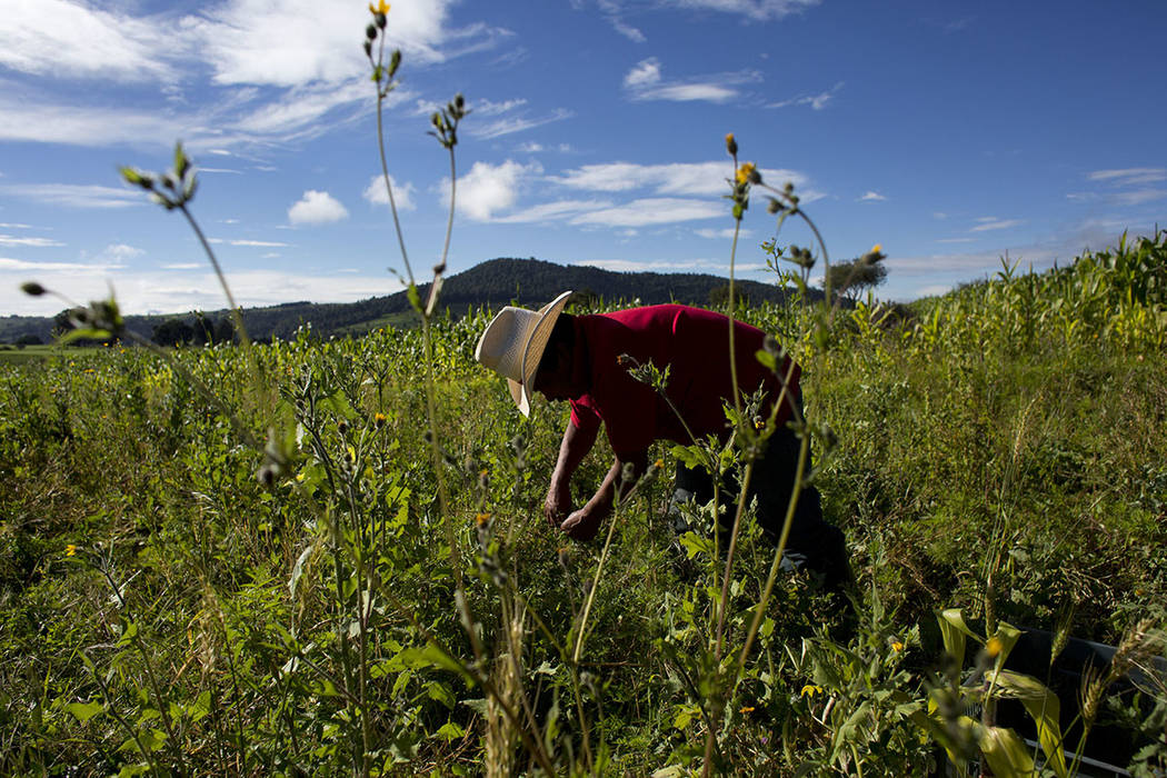 En esta foto del 22 de julio de 2016, el agricultor Arturo García Muñoz recoge los guisantes en un ejido a las afueras de la aldea de San Felipe Hidalgo, cerca de Nanacamilpa, estado de Tlaxcala ...