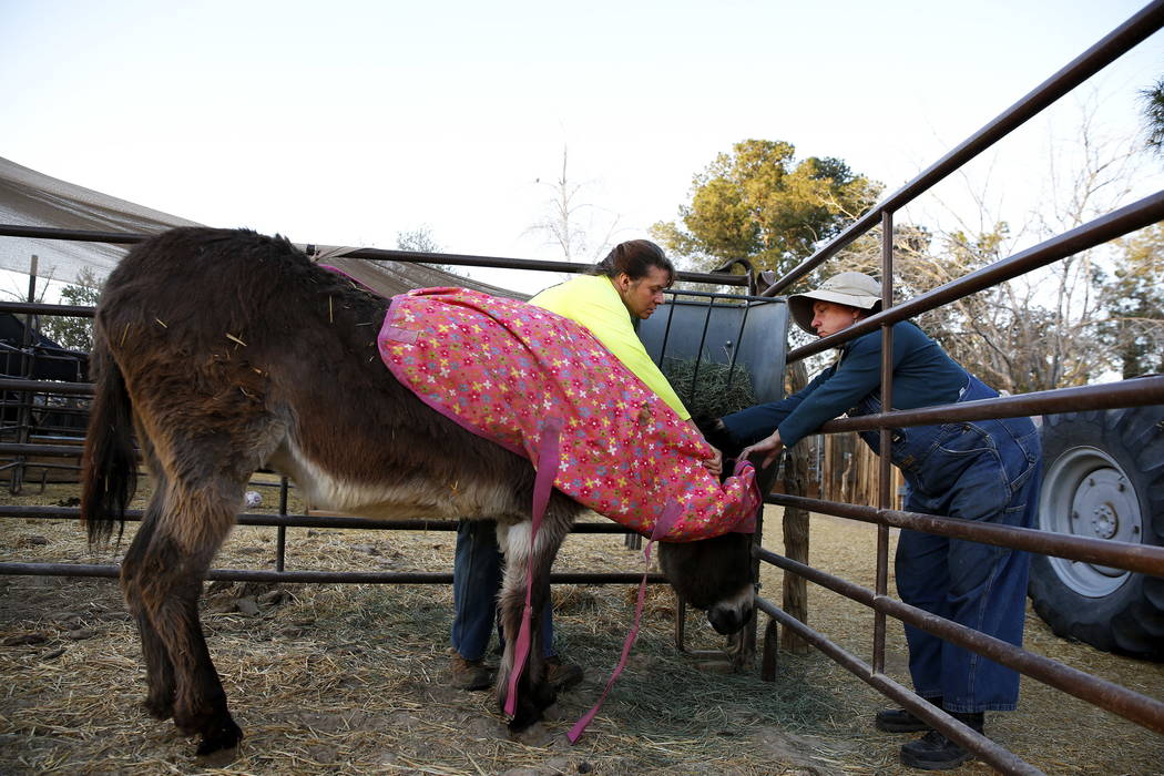 Misty Sorensen, la cuidadora de animales grandes, izquierda, y Kelly Trobaugh, presidente de Barn Buddies Rescue, cubren su burro con una manta en Barn Buddies Rescue en The Farm en Las Vegas el d ...