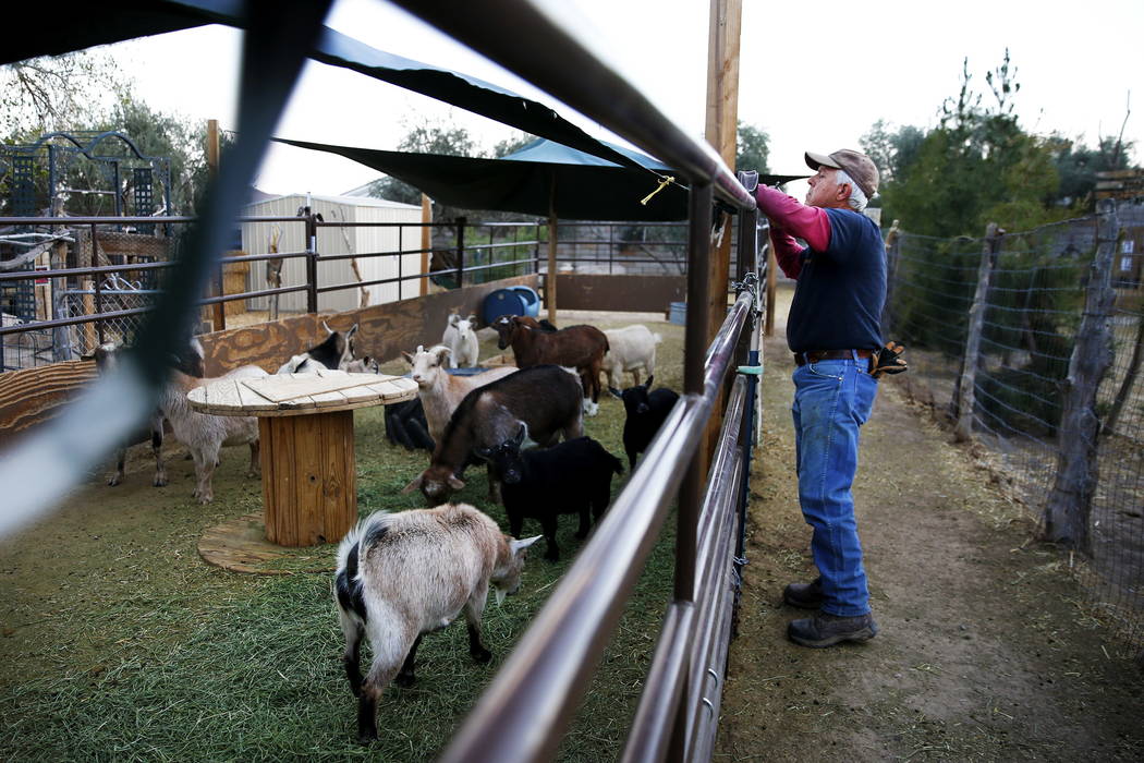 Glenn Linsenbardt, propietario de Barn Buddies Rescue, retira la lona del recinto de las cabras en preparación de los fuertes vientos en Barn Buddies Rescue en The Farm en Las Vegas el domingo 18 ...