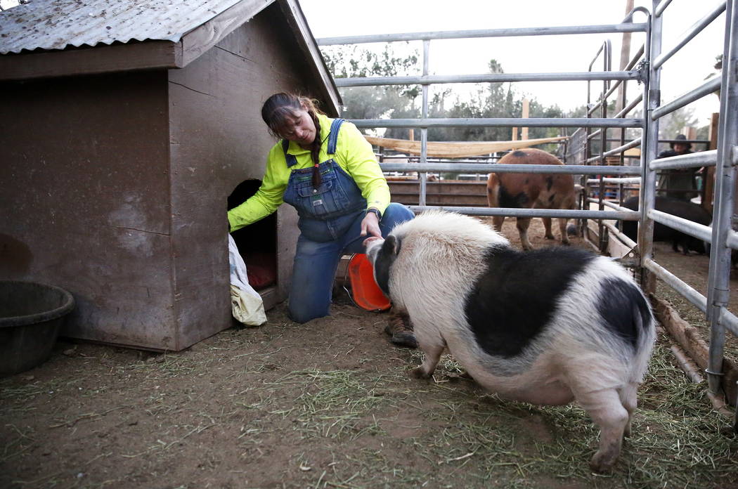 Misty Sorensen, la cuidadora de animales grandes, coloca mantas dentro de un recinto de cerdos en Barn Buddies Rescue en The Farm en Las Vegas el domingo 18 de febrero de 2018. Andrea Cornejo Las  ...