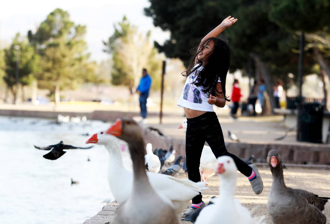 Isabella Andia, de 6 años, alimenta a los patos en Sunset Park en Las Vegas el domingo 18 de febrero de 2018. Andrea Cornejo Las Vegas Review-Journal @DreaCornejo