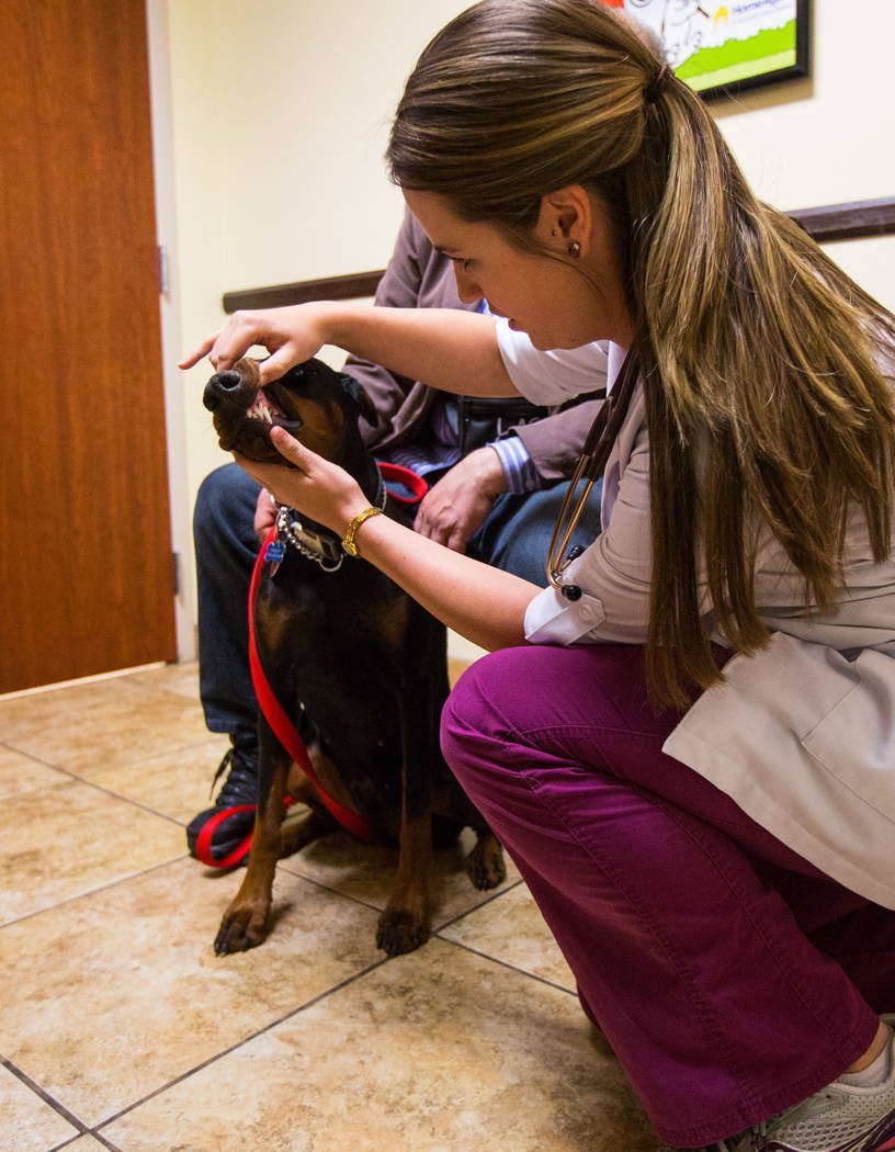 La Dra. Brittney Spurling, veterinaria del Cheyenne West Animal Hospital, revisa a Harley, un Doberman de un año, antes de vacunarla en Las Vegas el viernes 16 de febrero de 2018. (Revisión de C ...