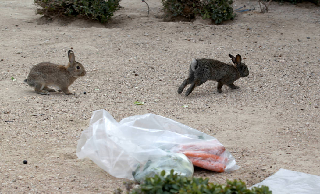 Conejos en el campus West Charleston del estado de Nevada Lunes, 19 de febrero de 2018. Grupos de rescate de conejos dicen que encontraron muchos de los cientos de conejos domésticos que viven en ...