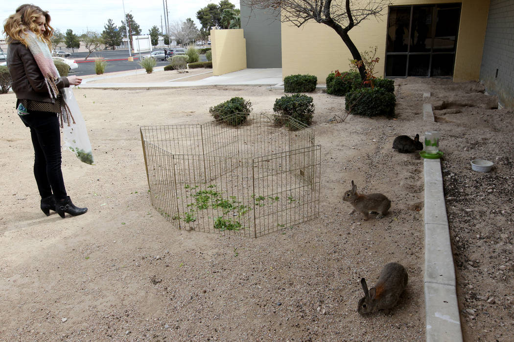 Tina Dawn Drouin de Vegas Bunny Rescue trata de capturar conejos en el campus de West Charleston del estado de Nevada el lunes 19 de febrero de 2018. Drouin y representantes de otros grupos de res ...