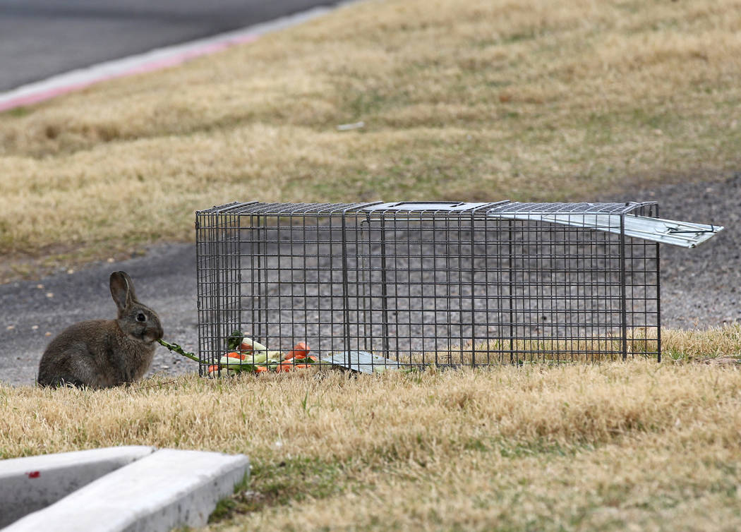 Un conejo come comida de carnada desde afuera de una trampa en el campus West Charleston del Estado de Nevada Lunes, 19 de febrero de 2018. Grupos de rescate de conejos dicen que encontraron mucho ...