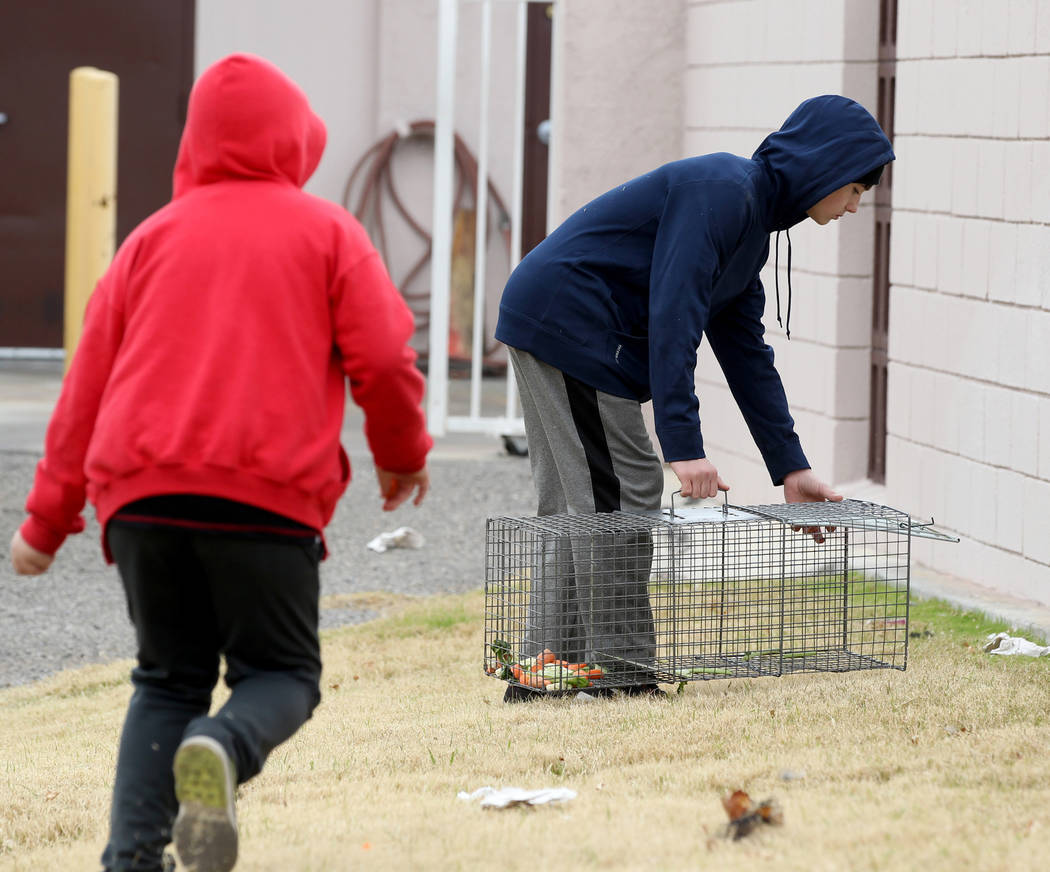 Brayden Broach, 9, izquierda, y Christopher DeHoedt, 13, intentan capturar conejos en el campus West Charleston del estado de Nevada el lunes 19 de febrero de 2018. Grupos de rescate de conejos di ...