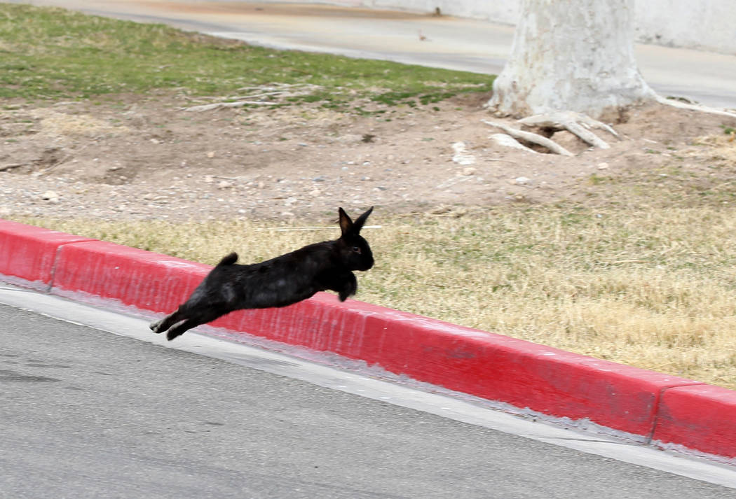 Un conejo en el campus de West Charleston del estado de Nevada Lunes, 19 de febrero de 2018. Grupos de rescate de conejos dicen que encontraron muchos de los cientos de conejos domésticos que viv ...