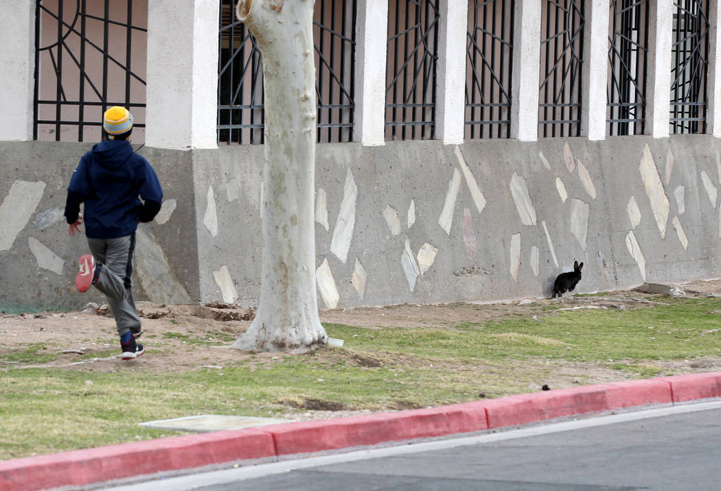 Christopher DeHoedt, de 13 años, se une para capturar un conejo en el campus West Charleston del estado de Nevada el lunes 19 de febrero de 2018. Grupos de rescate de conejos dicen que encontraro ...