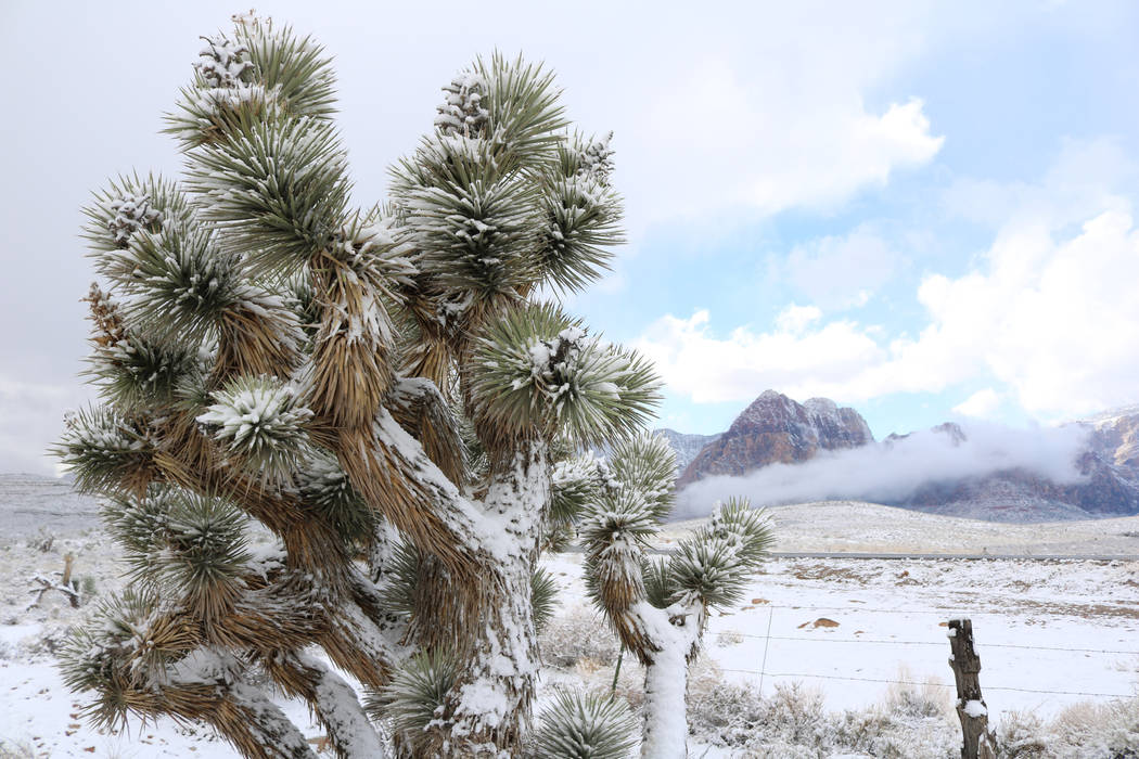 Un manto de nieve cubre el Área Nacional de Conservación del Red Rock Canyon el viernes 23 de febrero de 2018. (Rochelle Richards / Las Vegas Review-Journal)