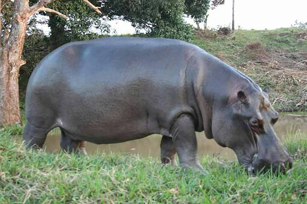 Autoridades de la Procuraduría Federal de Protección al Medio Ambiente monitorean a “Tyson”, un hipopótamo del Nilo que escapó en las Choapas, Veracruz, el cual debe ser recapturado por el ...