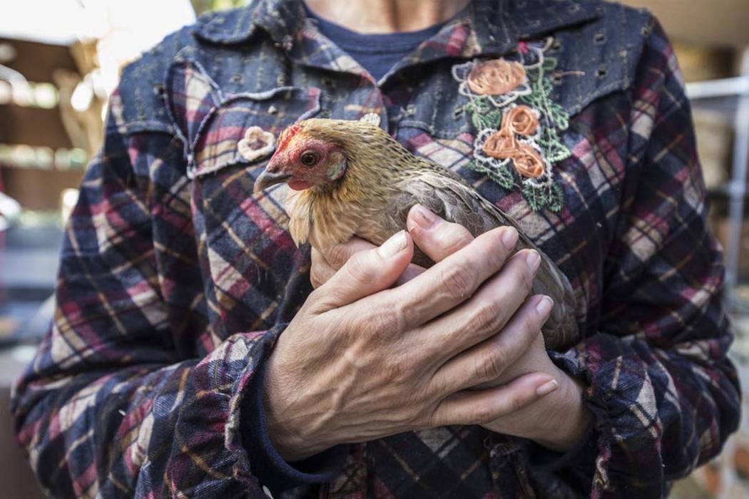 La voluntaria de Barn Buddies Rescue: Kiki Rodgers, sostiene un pollo pequeño el sábado 13 de enero de 2018 en la Granja de Las Vegas, en Las Vegas. Benjamin Hager Las Vegas Review-Journal @benj ...