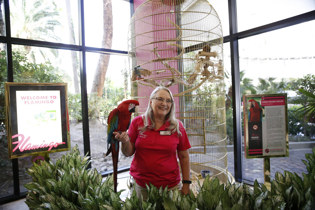 La curadora de vida silvestre: Robin Matos sostiene un guacamayo de alas verdes llamado Captain en el hotel-casino Flamingo en Las Vegas, el jueves 19 de abril de 2018. Erik Verduzco Las Vegas Rev ...