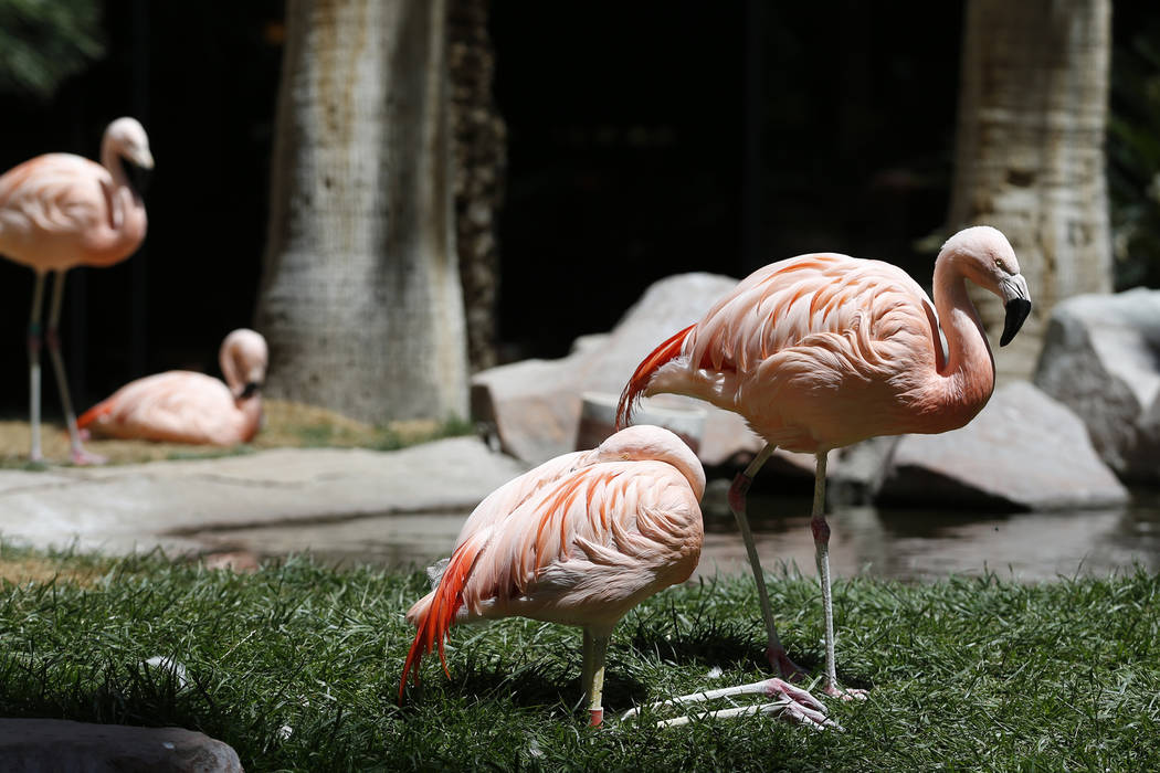 The Flamingo Wildlife Habitat en el casino-hotel Flamingo en Las Vegas, el jueves 19 de abril de 2018. Erik Verduzco Las Vegas Review-Journal @Erik_Verduzco