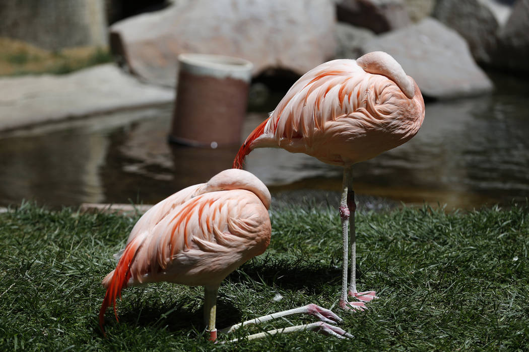 The Flamingo Wildlife Habitat en el casino-hotel Flamingo en Las Vegas, el jueves 19 de abril de 2018. Erik Verduzco Las Vegas Review-Journal @Erik_Verduzco