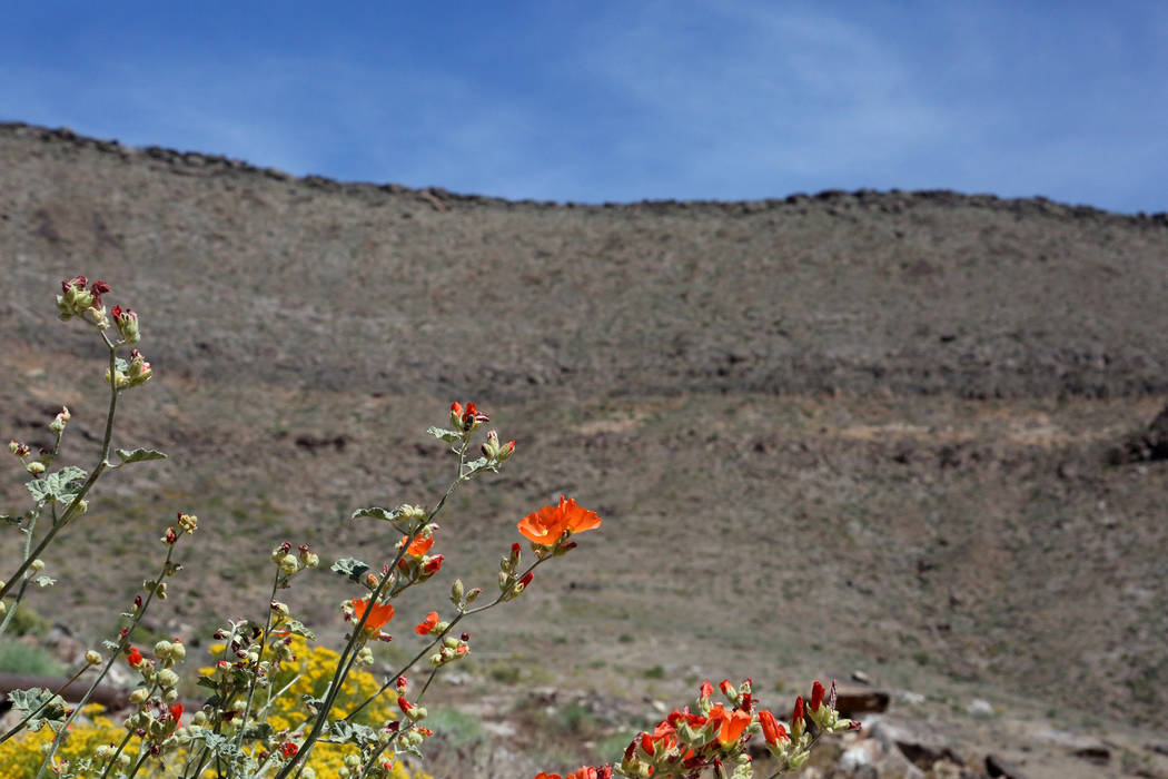 Las flores silvestres florecen en el borde oeste de la montaña Yucca el 3 de mayo de 2017. Michael Quine / Las Vegas Review-Journal @ Vegas88s