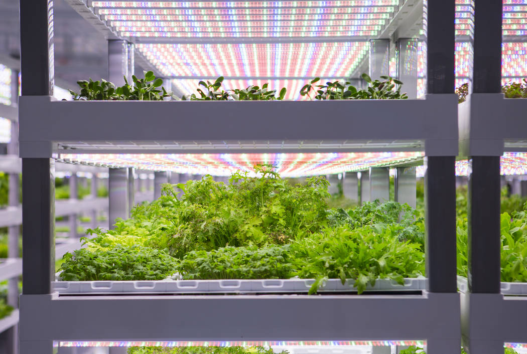 Una variedad de productos Evercress crece en Oasis Biotech, una empresa agrícola de interior, en Las Vegas el miércoles 18 de julio de 2018. Chase Stevens Las Vegas Review-Journal @csstevensphoto