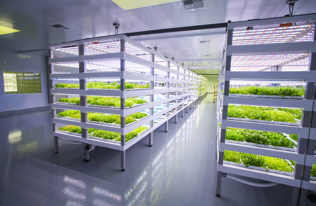 Una variedad de productos Evercress crece en Oasis Biotech, una empresa agrícola de interior, en Las Vegas el miércoles 18 de julio de 2018. Chase Stevens Las Vegas Review-Journal @csstevensphoto