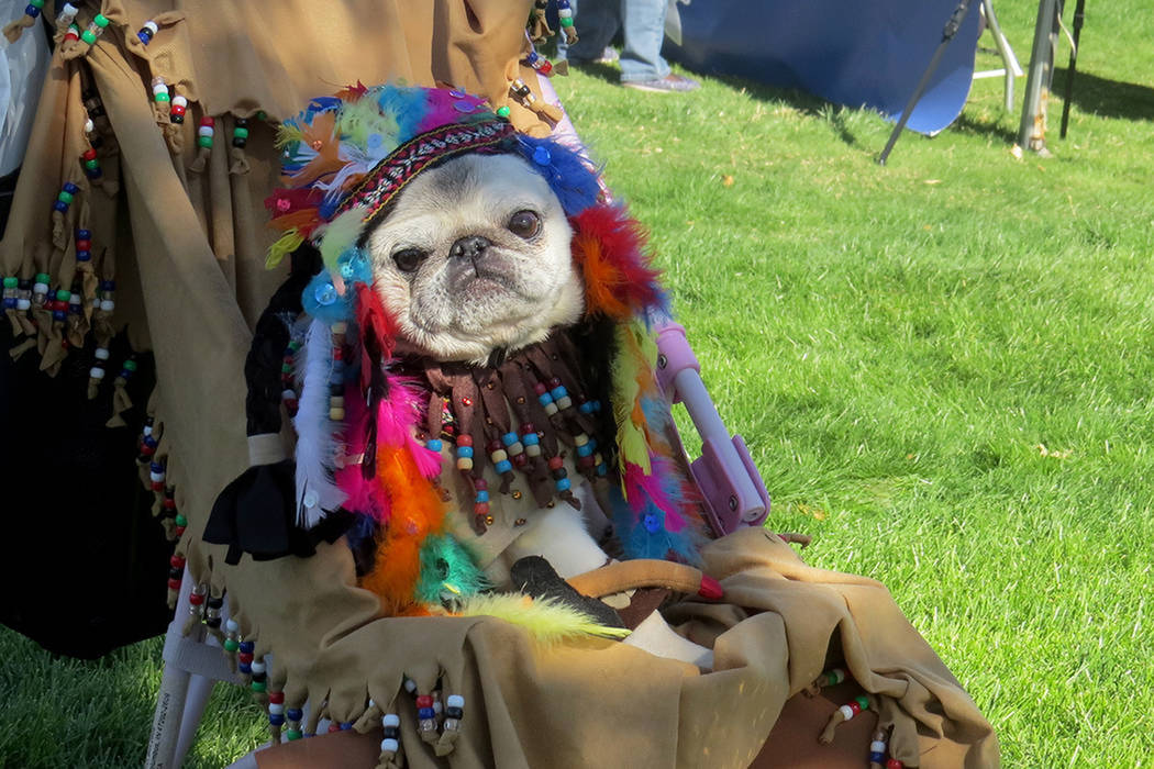 ARCHIVO.- Esta mascota fue una de las ganadoras con su disfraz de Pocahontas. Sábado 14 de octubre del 2017, en Exploration Park. | Foto Anthony Avellaneda / El Tiempo.