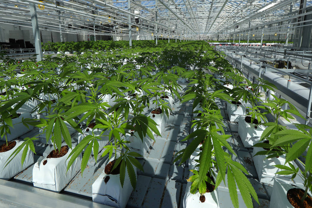En esta foto del 25 de septiembre de 2018, se muestra que las plantas de marihuana crecen en un enorme invernadero de tomates que se está renovando para cultivar una maceta en Delta, British Colu ...