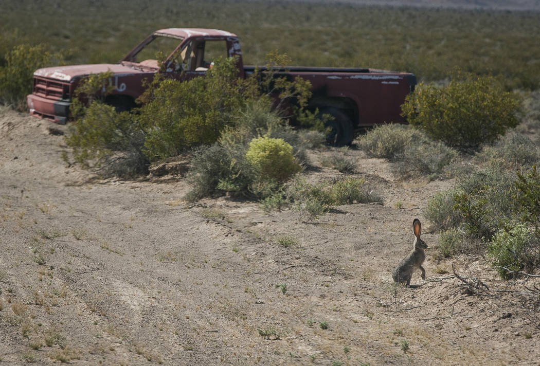 Una liebre se encuentra cerca de un vehículo objetivo en el Nevada Test and Training Range el domingo 21 de mayo de 2017. Patrick Connolly Las Vegas Review-Journal @PConnPie