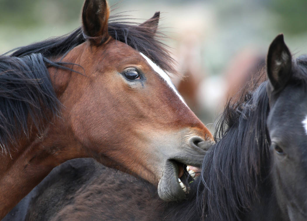 Una manada de caballos salvajes pastan en Mound House, Nevada, a unas 12 millas al este de Carson City el martes 26 de abril de 2016. El gobernador de Nevada, Brian Sandoval, está buscando opcion ...