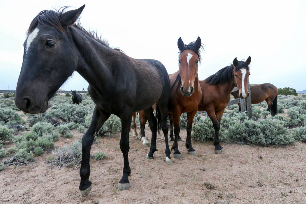 Una manada de caballos salvajes pastan en Mound House, Nevada, el martes 26 de abril de 2016. El gobernador de Nevada, Brian Sandoval, está buscando opciones legales para obligar al gobierno fede ...