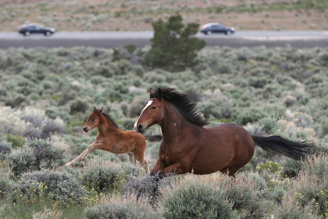 Una manada de caballos salvajes pastan cerca de la autopista 50 en Mound House en abril de 2016. (Cathleen Allison / Las Vegas Review-Journal)