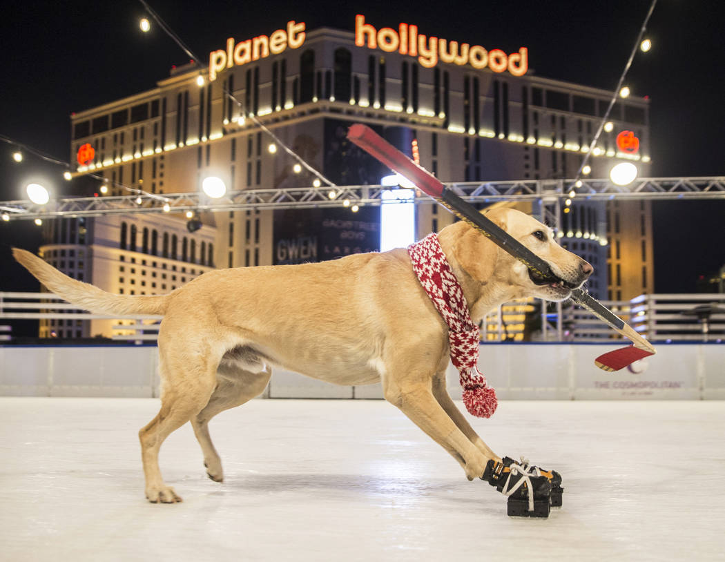 Benny, a Labrador Retriever mix, ice skates at The Cosmopolitan of Las Vegas on Wednesday, Dec. 12, 2018, in Las Vegas. Benjamin Hager Las Vegas Review-Journal