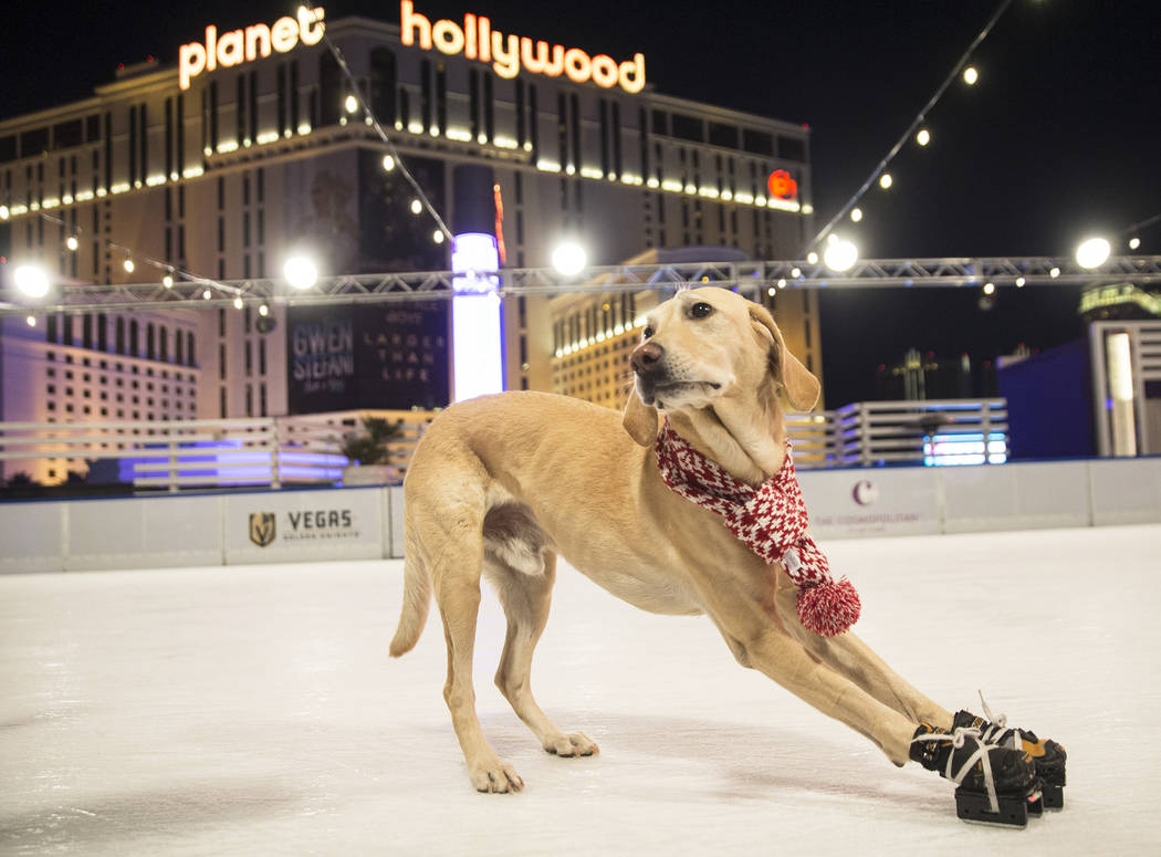 Benny, a Labrador Retriever mix, ice skates at The Cosmopolitan of Las Vegas on Wednesday, Dec. 12, 2018, in Las Vegas. Benjamin Hager Las Vegas Review-Journal