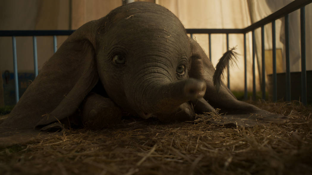 OREJAS PARA TI: en el nuevo largometraje de acción en vivo "Dumbo" de Disney, un elefante recién nacido con orejas demasiado grandes lo convierte en un hazmerreír en un circo que ya tiene dific ...
