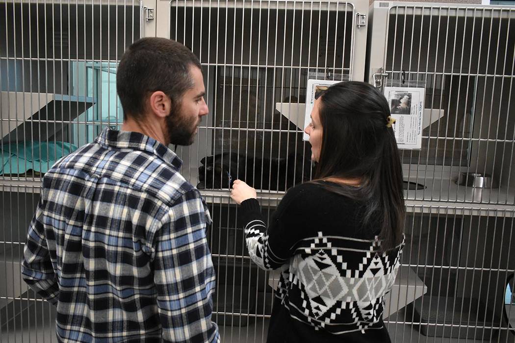 Los animales podrán recibir un cuidado de primer nivel mientras esperan a ser adoptados. Martes 12 de febrero de 2019 en ‘The Animal Foundation’. Foto Anthony Avellaneda / El Tiempo.