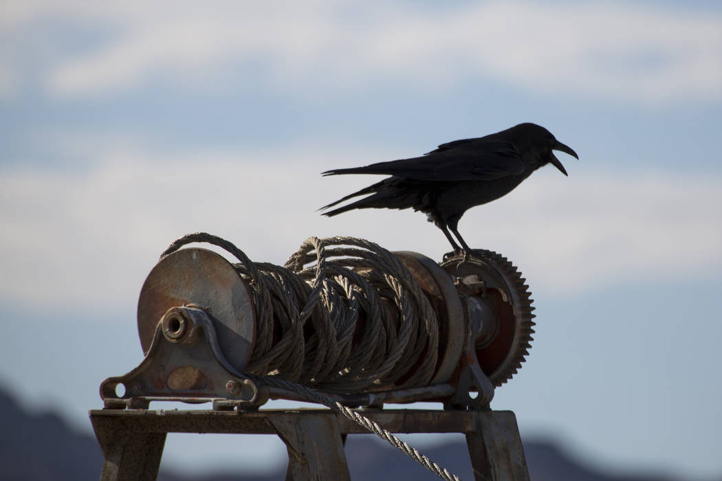 Un pájaro se posa en los restos de algunos equipos de navegación cerca del lago Mead Marina en el Área de recreación nacional de Lake Mead el domingo 14 de octubre de 2018. Richard Brian Las V ...