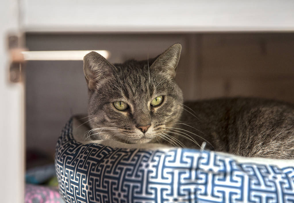 Koukla, una gata atigrada gris adoptada por la iglesia ortodoxa griega de San Juan Bautista a través del programa "Working Cat" de la Fundación Animal, el lunes 18 de febrero de 2019, en Las Veg ...