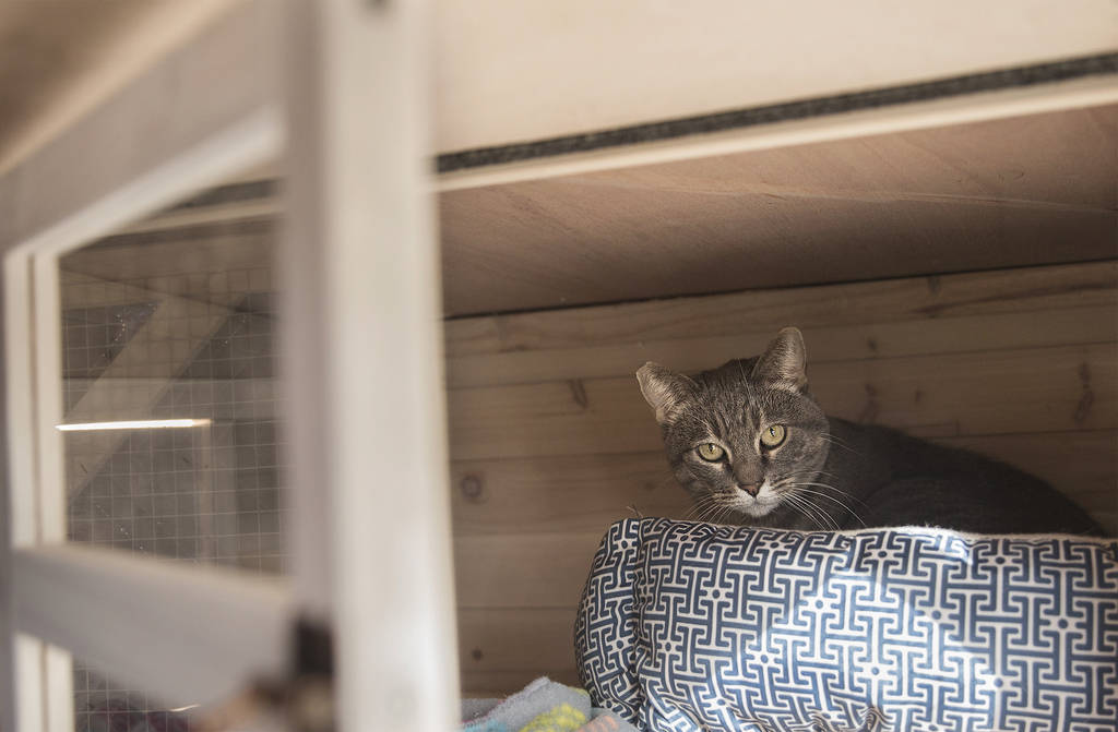 Koukla, una gata atigrada gris adoptada por la iglesia ortodoxa griega de San Juan Bautista a través del programa "Working Cat" de la Fundación Animal, el lunes 18 de febrero de 2019, en Las Veg ...