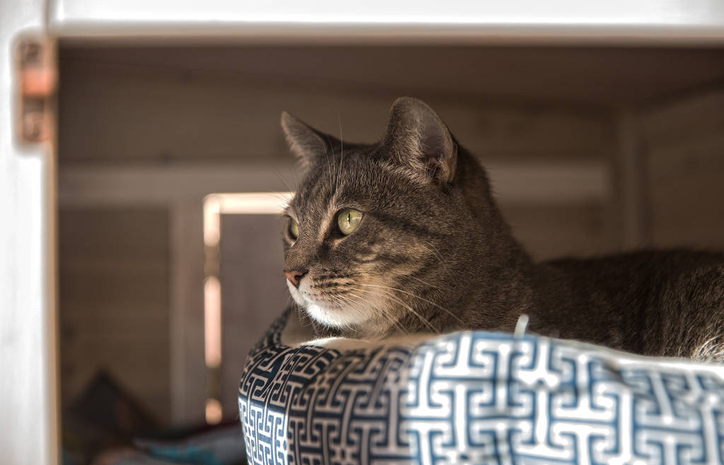 Koukla, una gata atigrada gris adoptada por la iglesia ortodoxa griega de San Juan Bautista a través del programa "Working Cat" de la Fundación Animal, el lunes 18 de febrero de 2019, en Las Veg ...