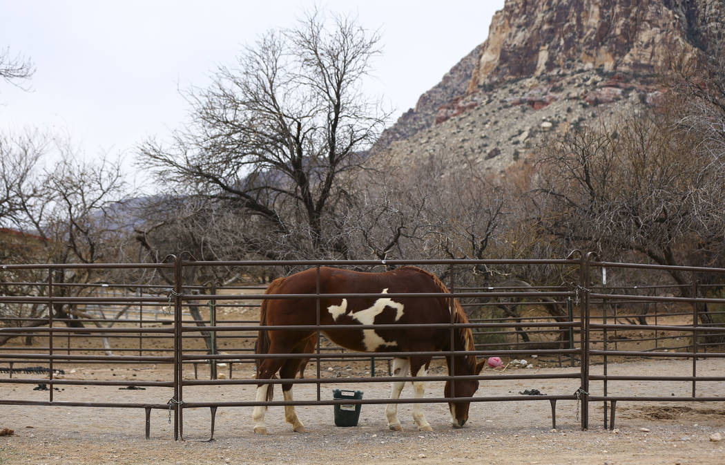 Un caballo en Bonnie Springs Ranch fuera de Las Vegas el sábado 12 de enero de 2019. El rancho está bajo contrato para ser vendido y demolido en lotes de casas de lujo. Chase Stevens Las Vegas R ...