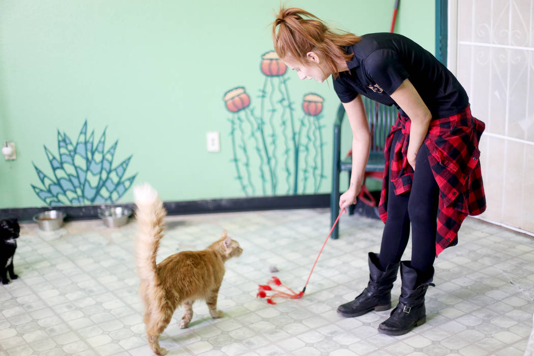 La coordinadora de adopciones, Shelby Haycock, juega con Gingeraffe en el área "Cat Condo" de ...